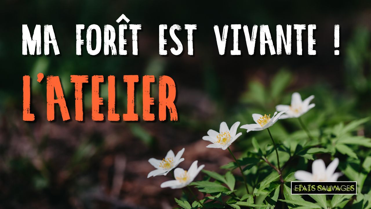 Essaimer la forêt sauvage pour mieux la protéger...
