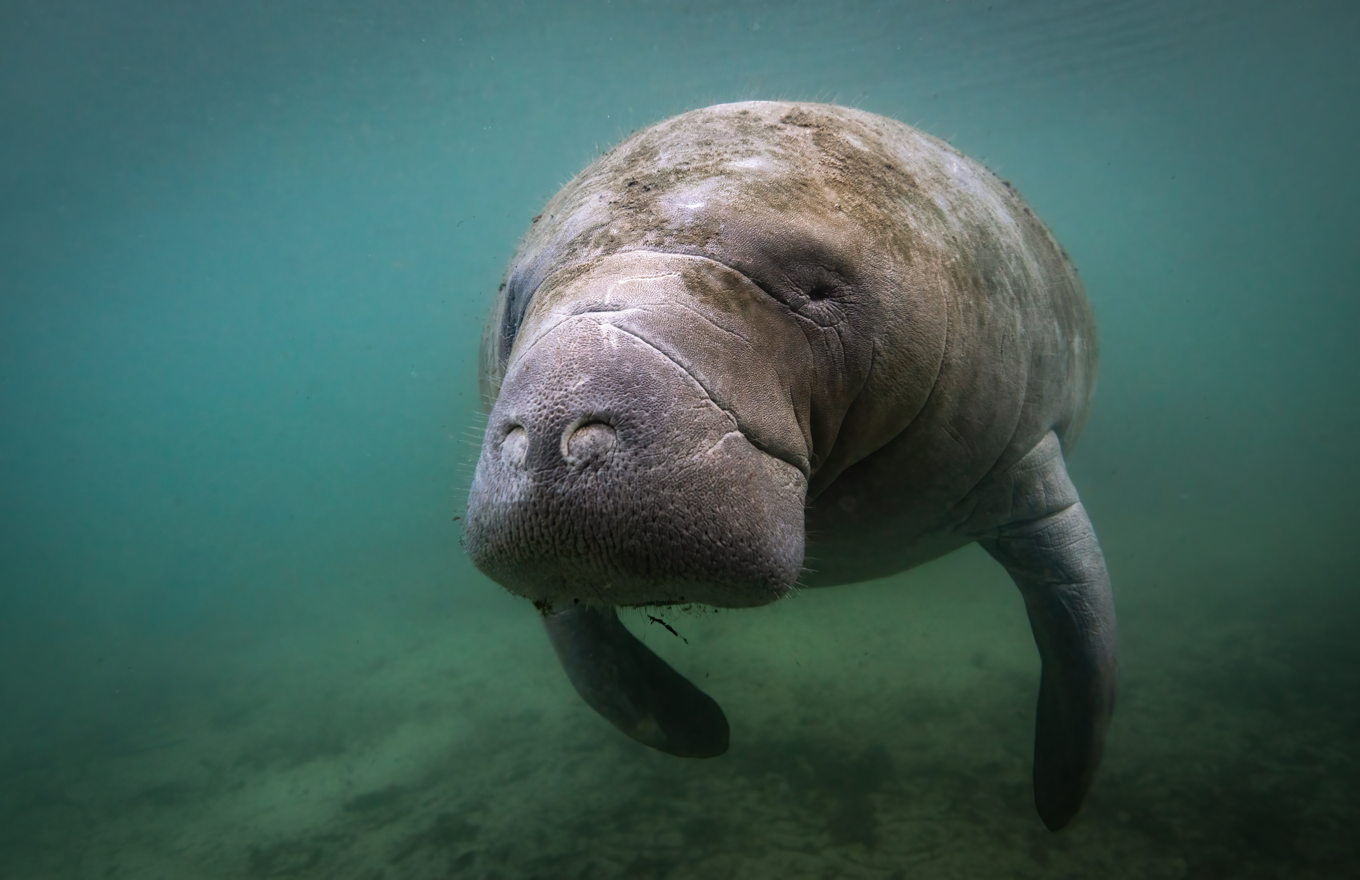 Discovering the African manatee