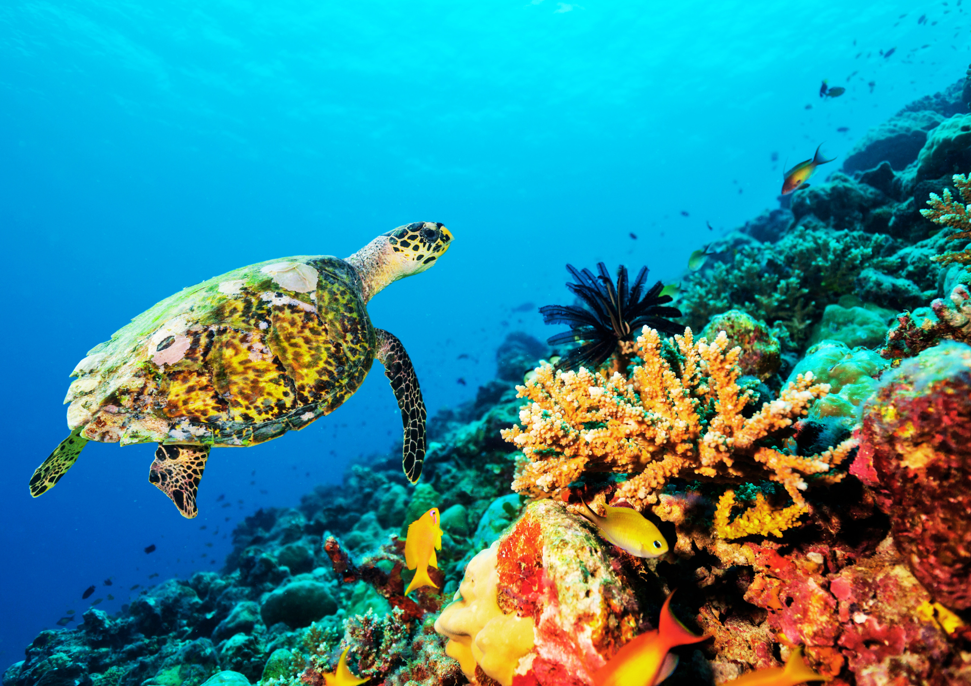 Financing projects to accelerate ocean protection