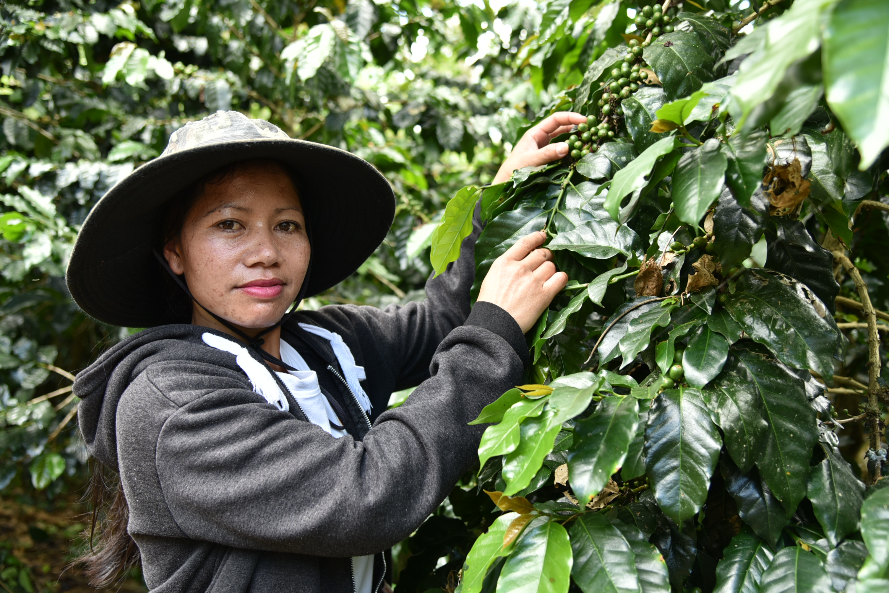 Developing an ecological coffee industry in Laos