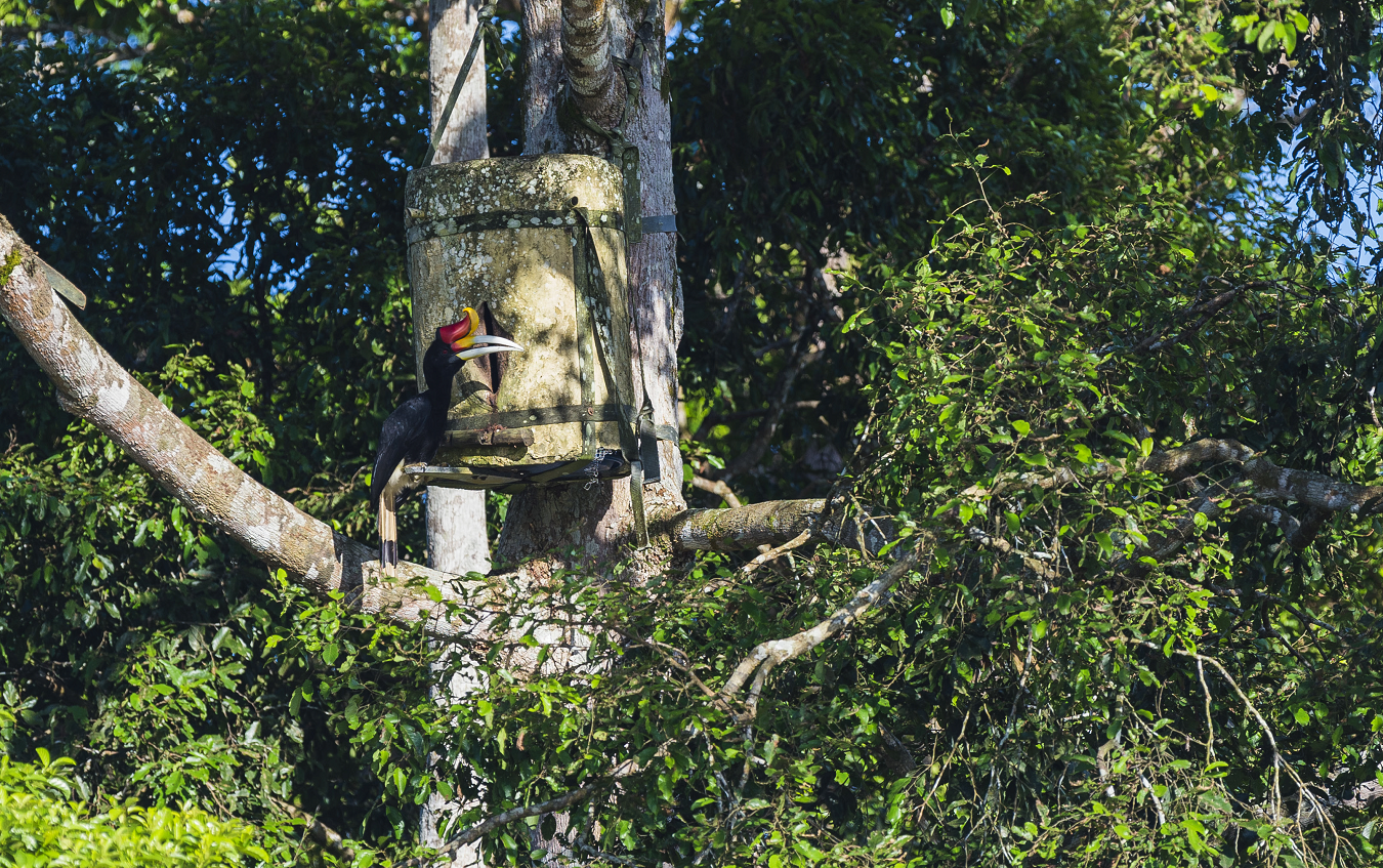 4 new nests installed in Malaysia