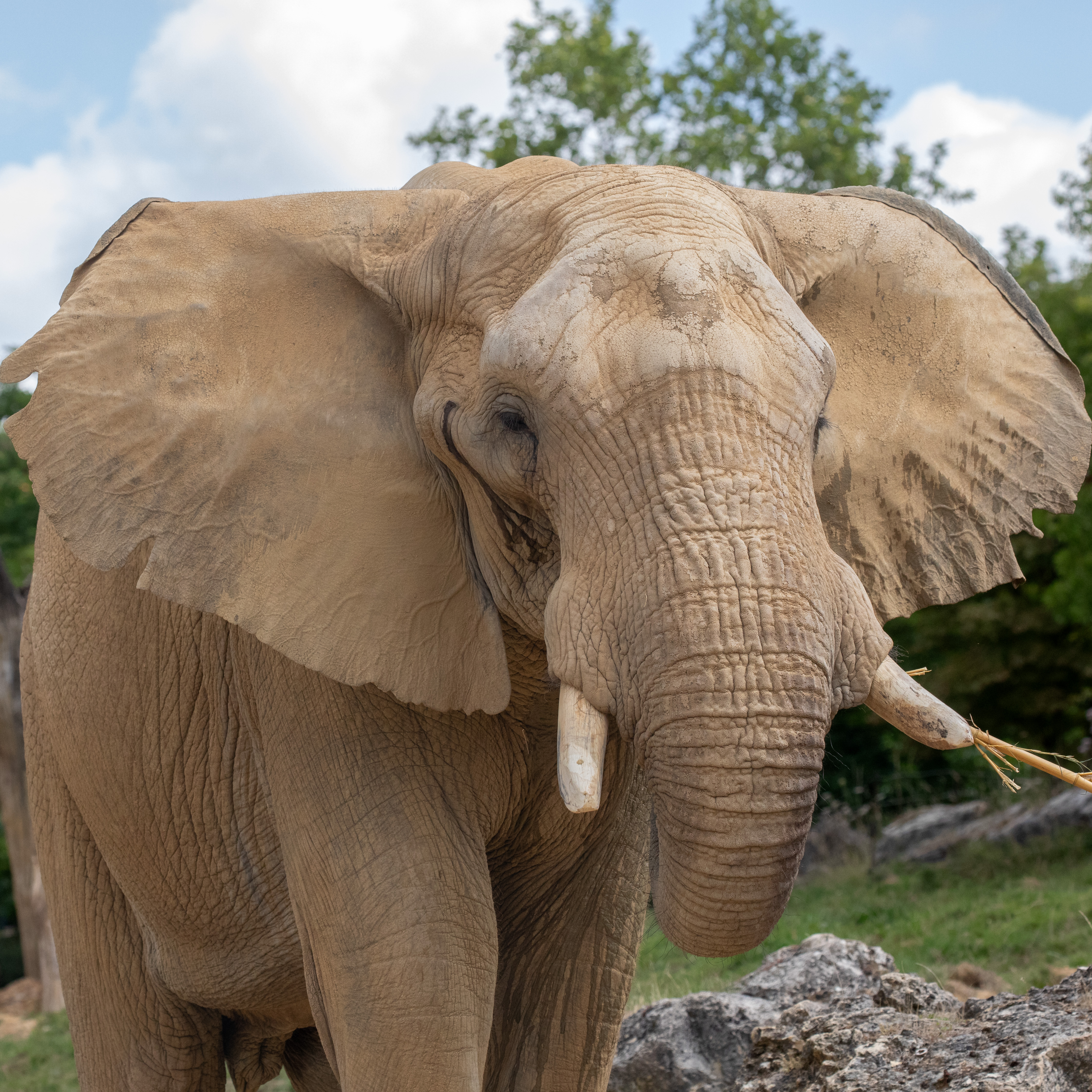 What if animals held the key to fighting cancer?