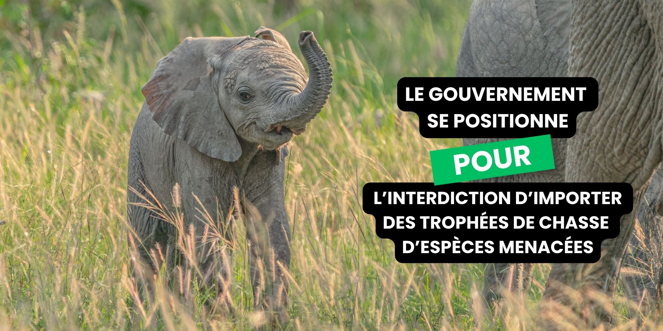 CAP wins government support against trophy hunting!