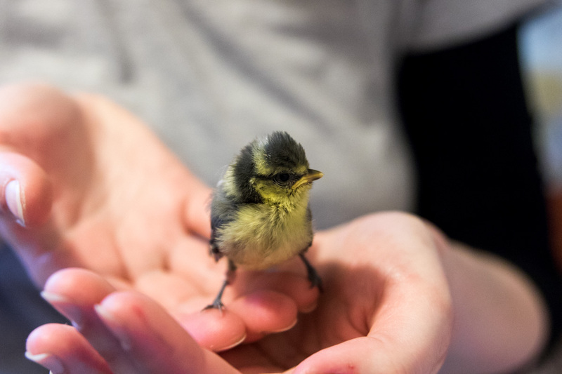 Training wild animal rescuers