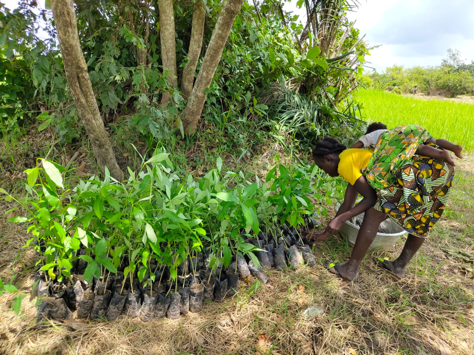 Agir en collectif pour protéger les forêts clés