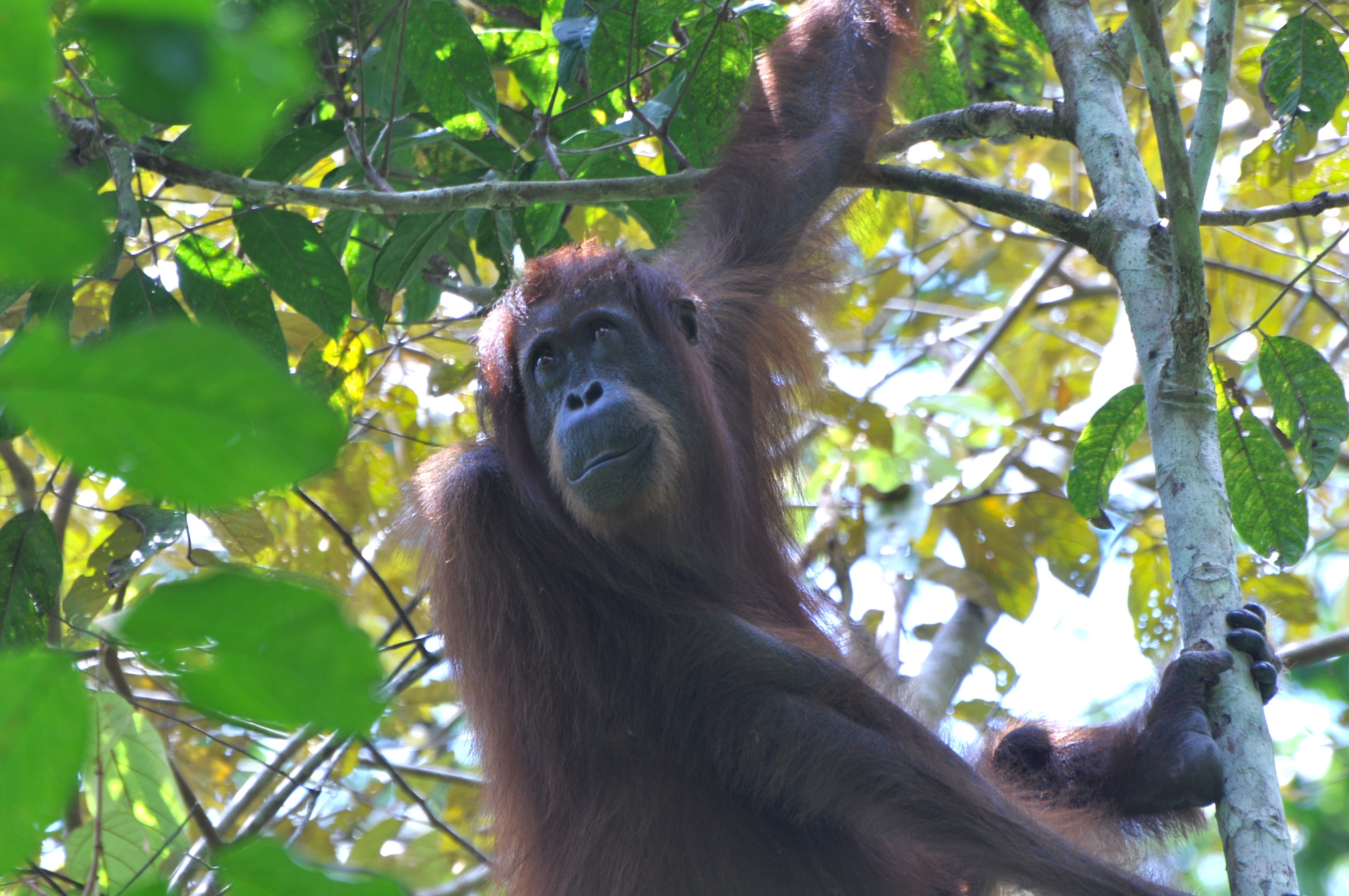 Kinabatangan recognized as a UNESCO biosphere reserve